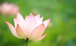 生前整理・遺品整理